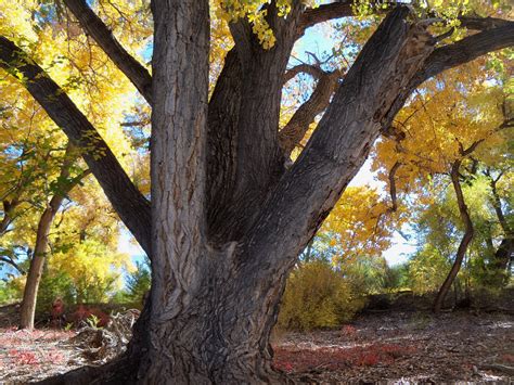 Tumbleweed Crossing Cottonwood Trees Along Rio Grande River