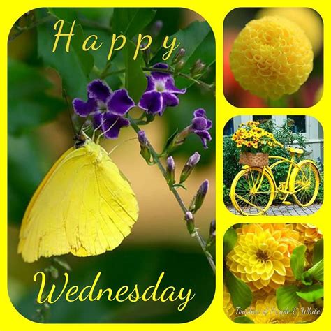 Happy Wednesday Quotes Wednesday Morning Greetings Good Morning Wednesday