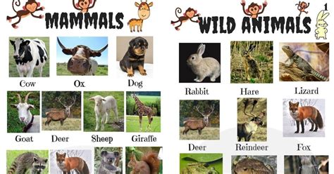 Useful List Of Animals In English Including Mammals Birds And Wild