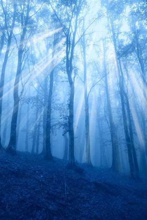 Magical Fantasy Fairy Lights In Enchanted Forest With Fog Stock Image