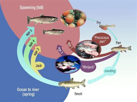 Salmon Life Cycle And Seasonal Fishery Planning Noaa Fisheries
