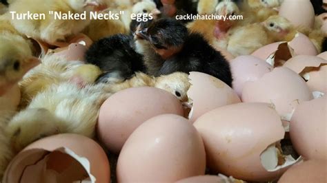 Turken Naked Neck Fertile Hatching Eggs For Sale Fresh Fertile Eggs