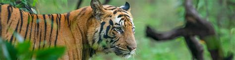 Legendary Tigers Of Bandhavgarh National Park