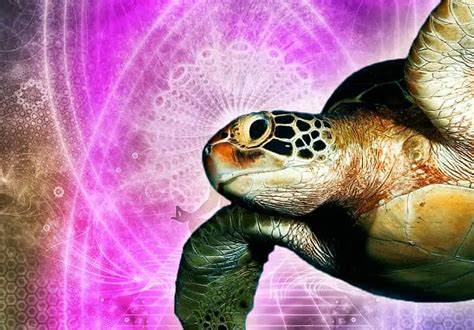 Learn The Meaning Of Turtle Spirit Animal Personality And Symbolism