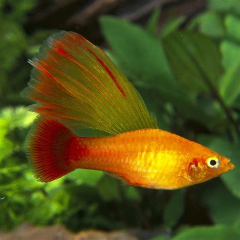Males Of The Hi Fin Golden Variatus Platies Are Perhaps The Most