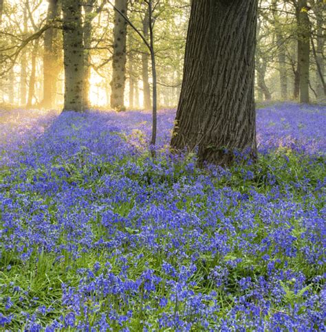 Blue Bells In England England Countryside Bluebells England