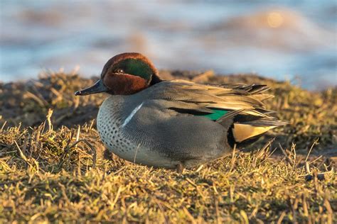 Green Winged Teal By Ian Bollen Birdguides