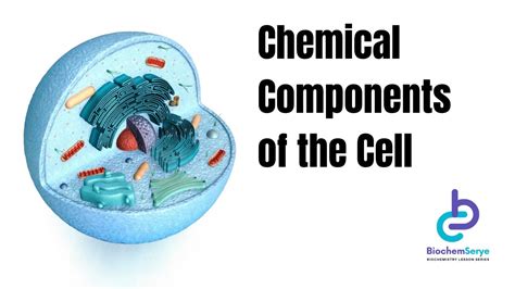 Chemical Components Of The Cell Biochemistry YouTube
