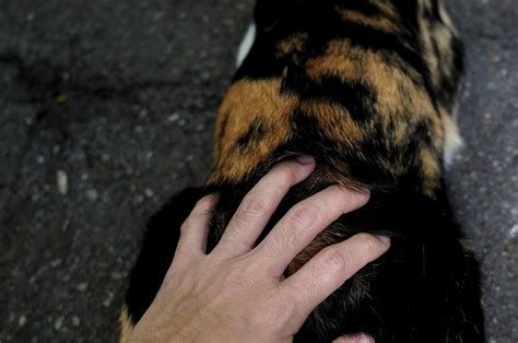 Why Do Cats Like Their Butt Scratched Here Are 11 Reasons