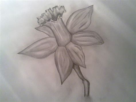 Flower Drawing Pictures Pencil Pin On Drawing Bodieswasune