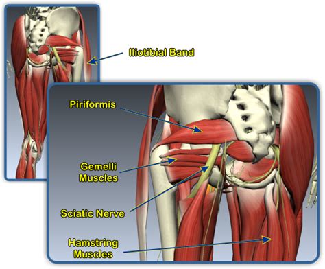 Pin On Hip Muscle