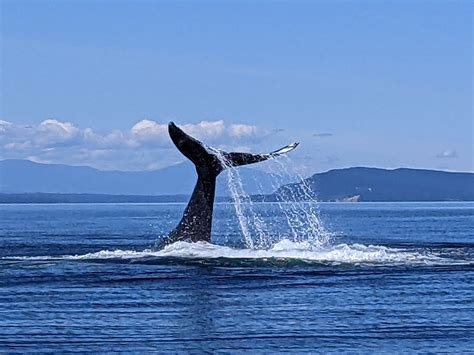 Vancouver Island Whale Watch Nanaimo 2023 What To Know Before You Go