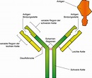 "Corona-Test 2.0“ – Wie funktionieren Antikörpertests?