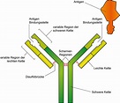 "Corona-Test 2.0“ – Wie funktionieren Antikörpertests?