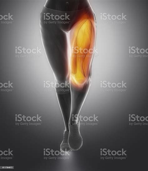 Quadriceps Female Anatomy Stock Photo Download Image Now Istock
