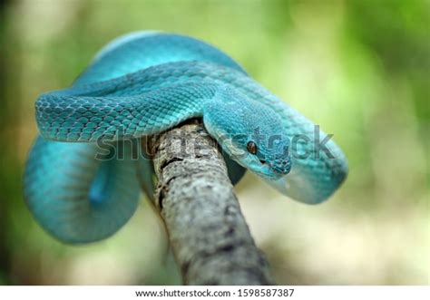 Blue Viper Snake Venomous Poisonous Snake Stock Photo 1598587387
