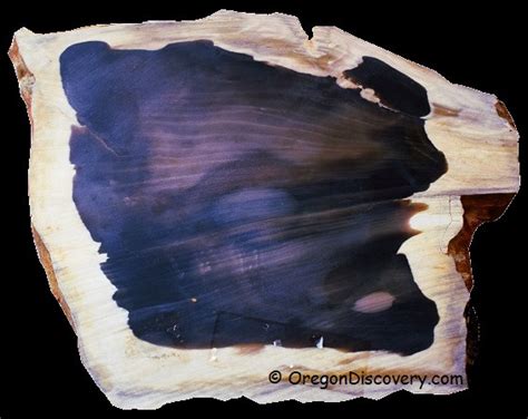 Petrified Wood Where To Find And How To Spot Oregon Discovery