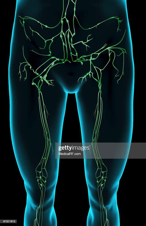 The Lymph Supply Of The Lower Limb Stock Illustration Getty Images