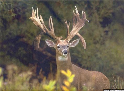 Image Detail For Monster Buck Hunting Photos Realtree Hunting