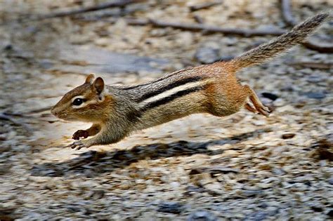 Chipmunk On The Run 1 Chipmunks Animals Critter