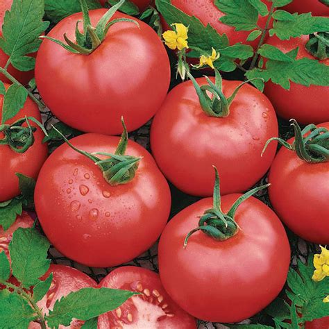 Brandymaster Pink Hybrid Tomato Tomatoes Horticultural Products
