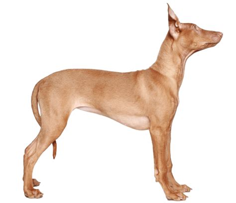 Pharaoh Hound Dog Breed Facts And Information Wag Dog Walking