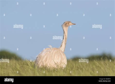 Greater Rhea Rhea Americana Leucistic Female Standing In Grass