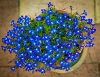 Lobelia Winter Hardiness: Learn How To Overwinter Lobelia Plants