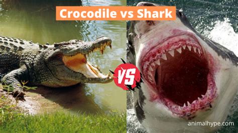 Crocodile Vs Shark Fight Who Will Win Animal Hype