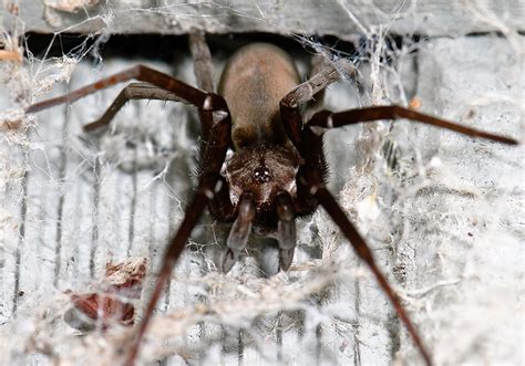 House Spiders The 10 Most Common Youll Find