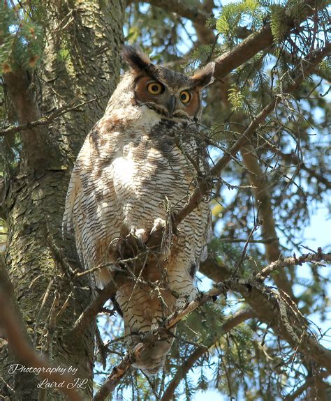 Great Horned Owl Bubo Virginianus Laird Leggo Flickr