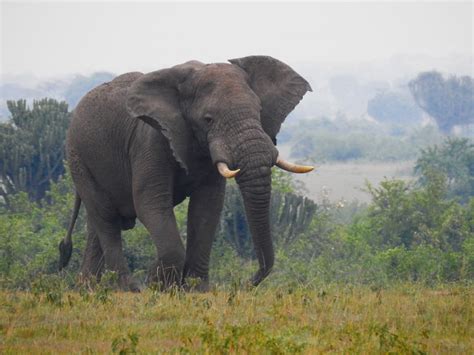 Afrikanischer Elefant Foto And Bild Tiere Wildlife Säugetiere Bilder