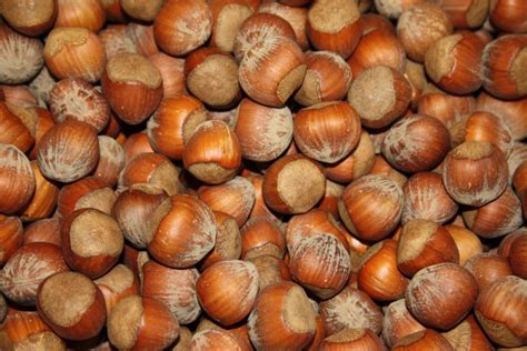 Natural Hazelnuts In Shell Cananut