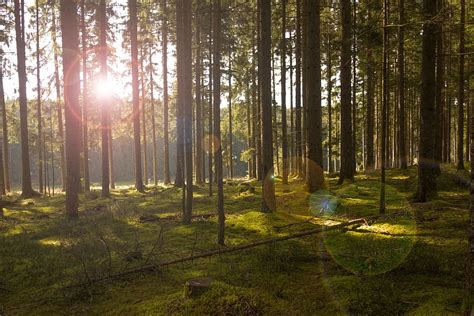 Hd Wallpaper Sunlight Across Forest During Daytime Trees Sunbeam