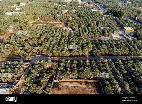 Aerial Of The Unesco Site Al Ahsa Oasis Largest Oasis In The World