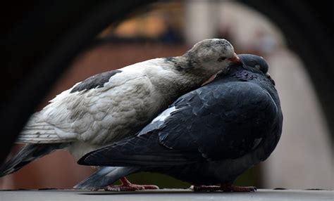 Doves Birds Couple Free Photo On Pixabay Pixabay