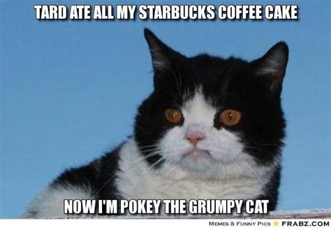 Pokey Cat Funny Cat Memes Grumpy Cat Silly Animals