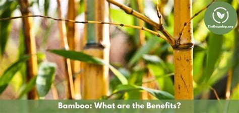 Is Bamboo Eco Friendly Pros And Cons Of This Renewable Resource