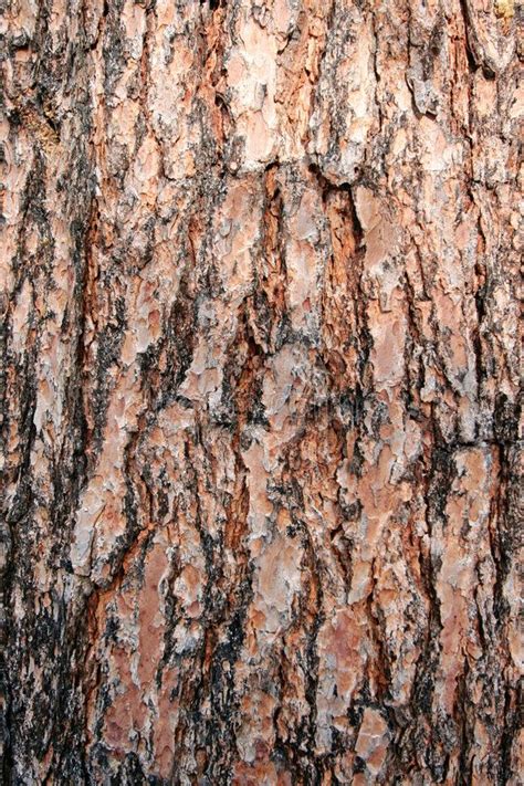Photo About Texture And Detail Of Pine Tree Bark Image Of Surface