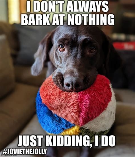 I Dont Always Bark At Nothing Imgflip