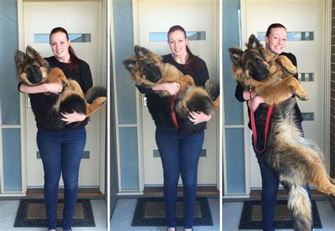 Couple Documents Their German Shepherd Puppy Growing Up American