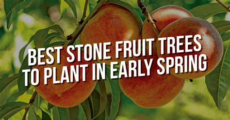Best Stone Fruit Trees To Plant In Early Spring