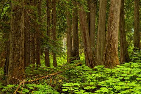 Forest Background In Mt Revelstoke National Park British Columbia