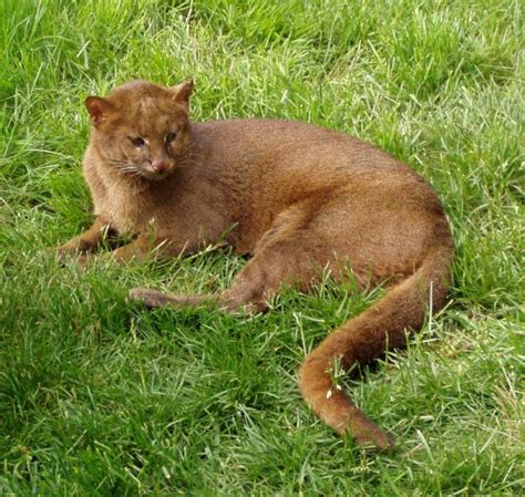 The Gulf Coast Jaguarundi Are An Extremely Rare Species Of