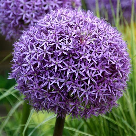 Buy Ornamental Onion Or Allium Bulb Allium Globemaster Delivery By