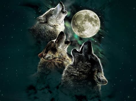 Wolf Wolves Predator Carnivore Night Moon Stars Howl Three Wolf Moon