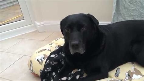 Funny Scooby Doo Black Lab Against His Blanket Youtube
