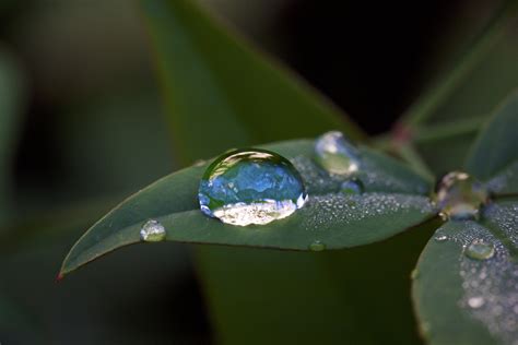 Water Droplet On Green Leaves Hd Wallpaper Wallpaper Flare