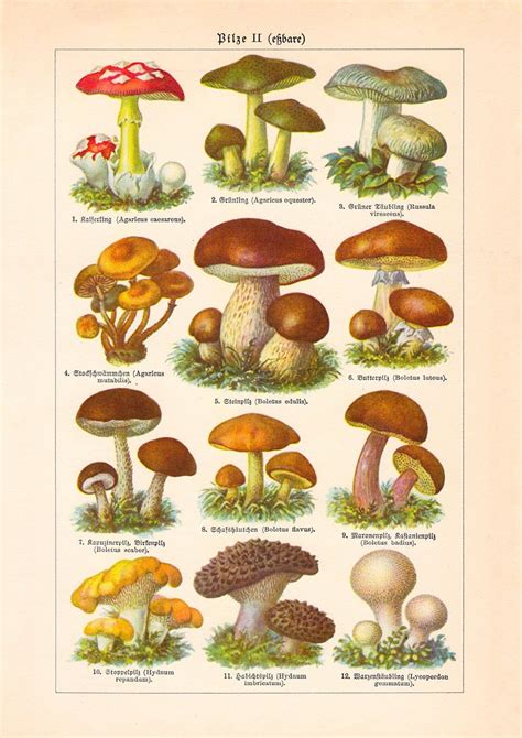 Mushrooms Chart Ii Poster Botanical Drawings Stuffed Mushrooms