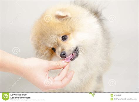 Why Do Pomeranians Like To Lick